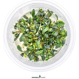 Bucephalandra micrantha - Needle Leaf - CUP - 1 Pc