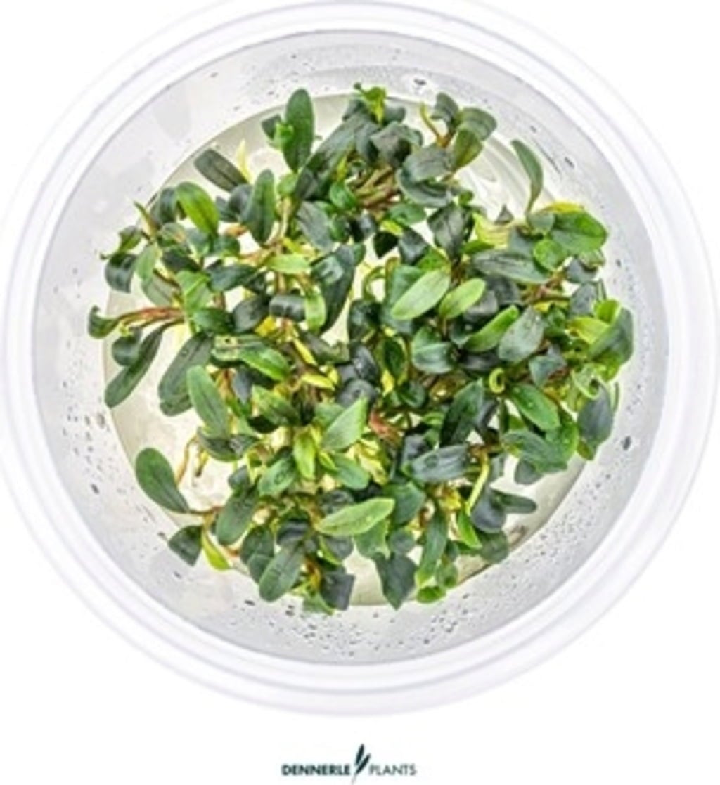 Bucephalandra micrantha - Needle Leaf - CUP - 1 pcs