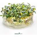 Bucephalandra Micrantha - Needle Leaf - CUP - 1 stuk