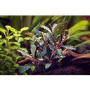 Dennerle Plants Bucephalandra sp. - Red Scorpio - 1 Stk