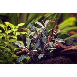 Dennerle Plants Bucephalandra sp. - Red Scorpio - 1 Stk