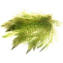 Dennerle Plants Ceratophyllum demersum - 1 Pc