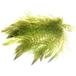 Dennerle Plants Ceratophyllum demersum - 1 Pc