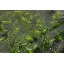 Dennerle Plants Ceratophyllum demersum - 1 pcs