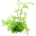 Dennerle Plants Ceratopteris thalictroides - 1 Pc