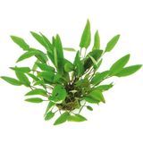 Dennerle Plants Cryptocoryne affinis