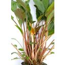 Dennerle Plants Cryptocoryne Beckettii - 1 stuk