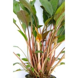 Dennerle Plants Cryptocoryne beckettii - 1 Pc