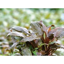 Dennerle Plants Cryptocoryne beckettii - 1 st.