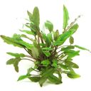 Dennerle Plants Cryptocoryne beckettii - 1 pz.