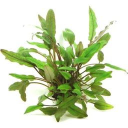 Dennerle Plants Cryptocoryne beckettii - 1 pcs