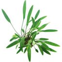 Dennerle Plants Cryptocoryne lucens - 1 pz.