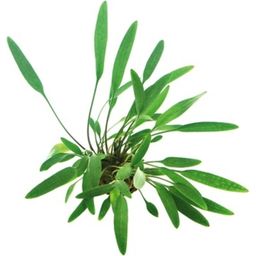 Dennerle Plants Cryptocoryne Lucens - 1 stuk