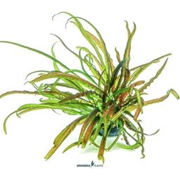 Dennerle Plants Cryptocoryne crispatula CUP - 1 ks
