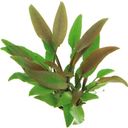 Dennerle Plants Cryptocoryne lutea - 1 pcs