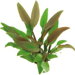 Dennerle Plants Cryptocoryne lutea - 1 pz.