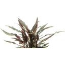 Dennerle Plants Cryptocoryne Lutea - 1 stuk