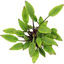 Dennerle Plants Cryptocoryne lutea - Hobbit - 1 ks