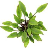 Dennerle Plants Cryptocoryne lutea - Hobbit