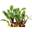 Dennerle Plants Cryptocoryne Lutea - Hobbit - 1 stuk