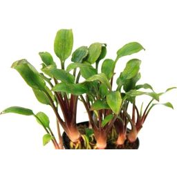 Dennerle Plants Cryptocoryne lutea - Hobbit - 1 Pc