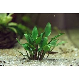 Dennerle Plants Cryptocoryne lutea - Hobbit - 1 Pc