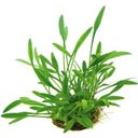 Dennerle Plants Cryptocoryne parva - 1 pz.