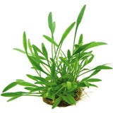 Dennerle Plants Cryptocoryne Parva