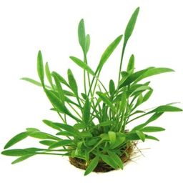 Dennerle Plants Cryptocoryne parva - 1 pcs