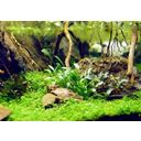 Dennerle Plants Cryptocoryne parva - 1 pz.