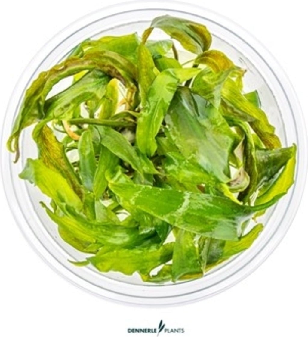 Dennerle Plants Cryptocoryne usteriana CUP - 1 Stk