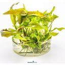 Dennerle Plants Cryptocoryne usteriana CUP - 1 Pc