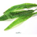 Dennerle Plants Cryptocoryne usteriana CUP - 1 ks