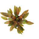 Dennerle Plants Cryptocoryne walkeri var. legroi - 1 ks