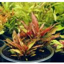 Dennerle Plants Cryptocoryne walkeri var. legroi - 1 pz.