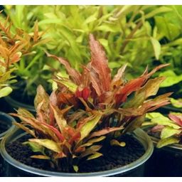 Dennerle Plants Cryptocoryne walkeri var. legroi - 1 Stk