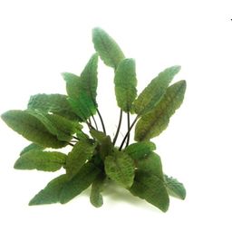 Dennerle Plants Cryptocoryne wendtii - Brown - 1 stuk