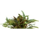 Dennerle Plants Cryptocoryne wendtii - Brown - 1 stuk