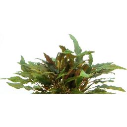 Dennerle Plants Cryptocoryne wendtii - Brown - 1 pz.