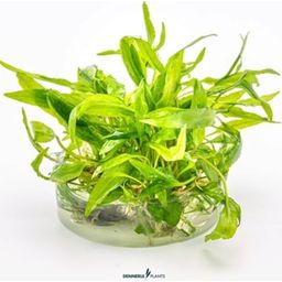 Dennerle Plants Cryptocoryne Wendtii 'Broad Leaf' CUP - 1 stuk
