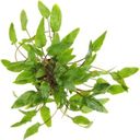 Dennerle Plants Cryptocoryne wendtii - Green - 1 ks