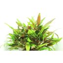 Dennerle Plants Cryptocoryne wendtii - Green - 1 ks