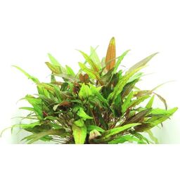 Dennerle Plants Cryptocoryne wendtii - Green - 1 Stk