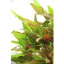 Dennerle Plants Cryptocoryne wendtii - Green - 1 pcs