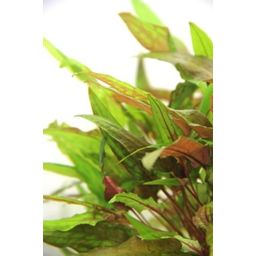 Dennerle Plants Cryptocoryne wendtii - Green - 1 Stk