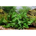 Dennerle Plants Cryptocoryne wendtii - Green - 1 pcs