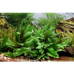 Dennerle Plants Cryptocoryne wendtii - Green - 1 Stk