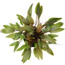 Dennerle Plants Cryptocoryne wendtii - Compact - 1 pcs