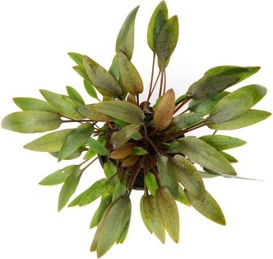 Dennerle Plants Cryptocoryne wendtii - Compact - 1 Stk