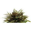 Dennerle Plants Cryptocoryne Wendtii - Compact - 1 stuk